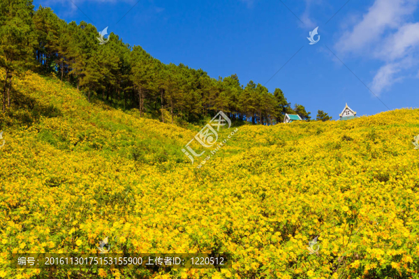 泰國(guó)公共館在英國(guó)或泰國(guó)Doi,Mae；