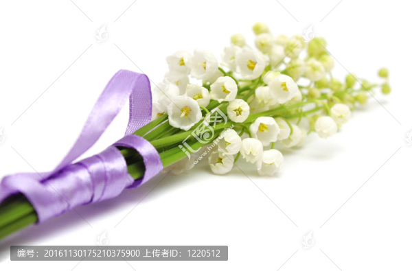 山谷的百合花