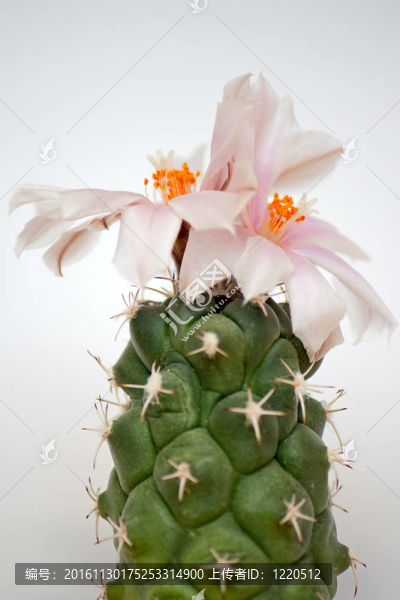仙人掌花