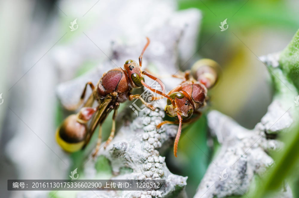 黃蜂和仙人掌的宏觀性質(zhì)在綠色或花園