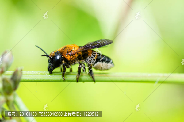 綠色自然中的葉切割蜜蜂