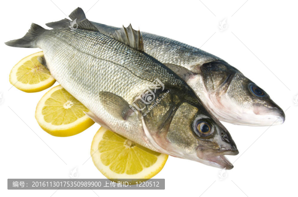 白色背景上的海鱸魚