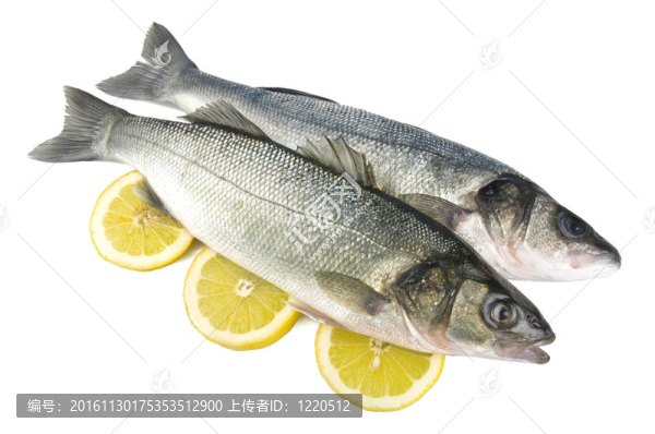 白色背景上的兩個(gè)海鱸魚