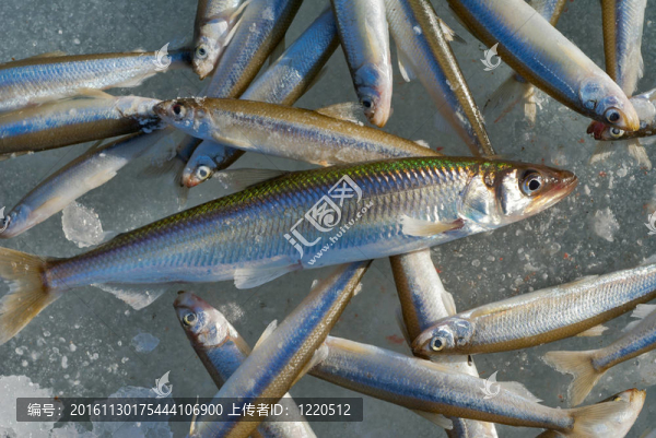 冬季釣魚(yú)3
