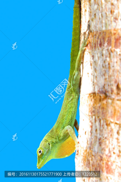 綠安樂蜥