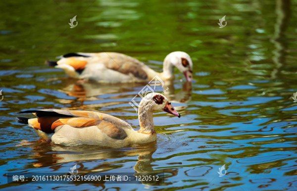 埃及雁（Alopochen,aegyptiacus）