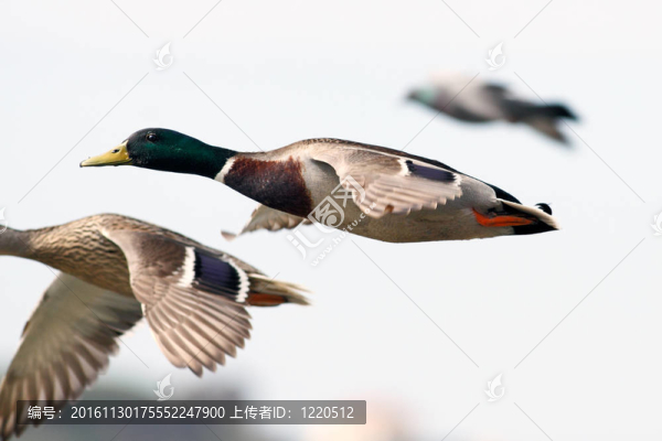 野鴨飛