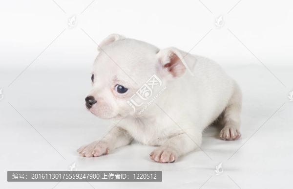 白色背景前的奇瓦瓦小狗