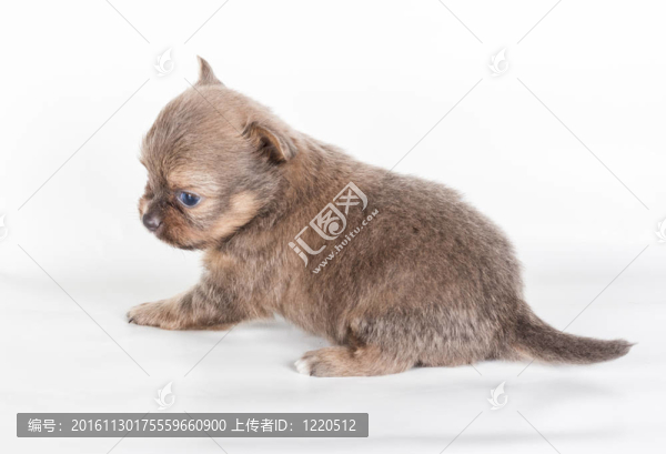 白色背景前的奇瓦瓦小狗