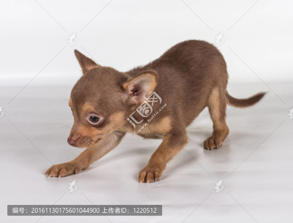 俄羅斯玩具獵犬在白色背景