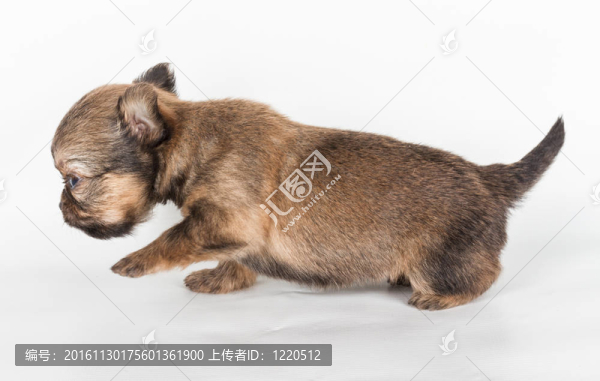 白色背景前的奇瓦瓦小狗
