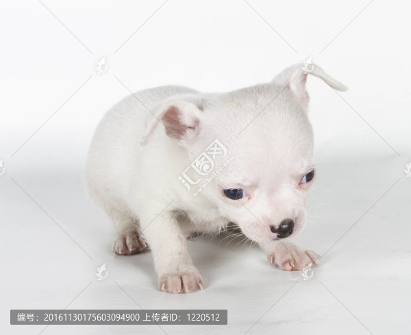 白色背景前的奇瓦瓦小狗