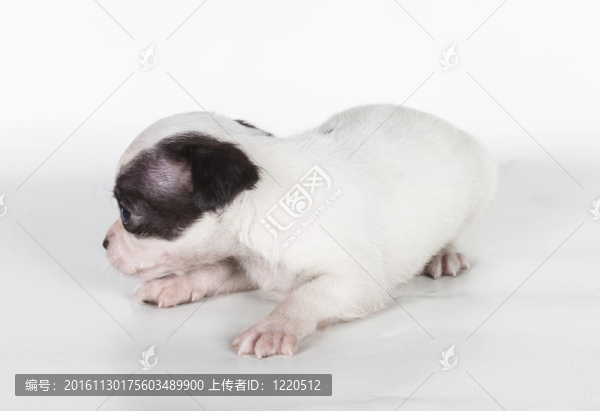 白色背景前的奇瓦瓦小狗