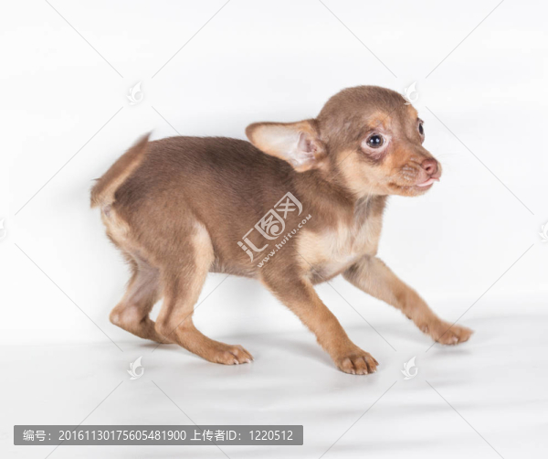 俄羅斯玩具獵犬在白色背景