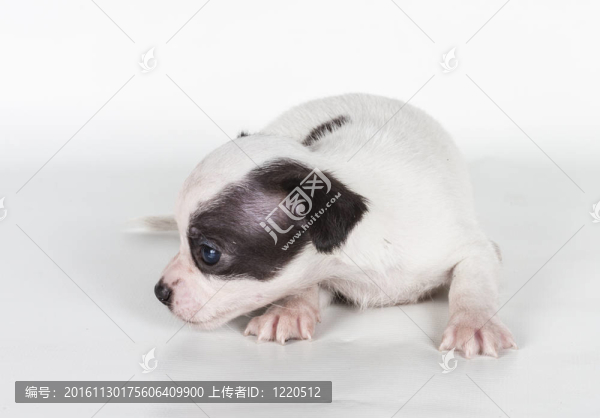 白色背景前的奇瓦瓦小狗