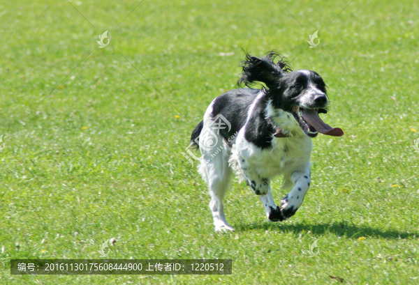 英國史賓格犬