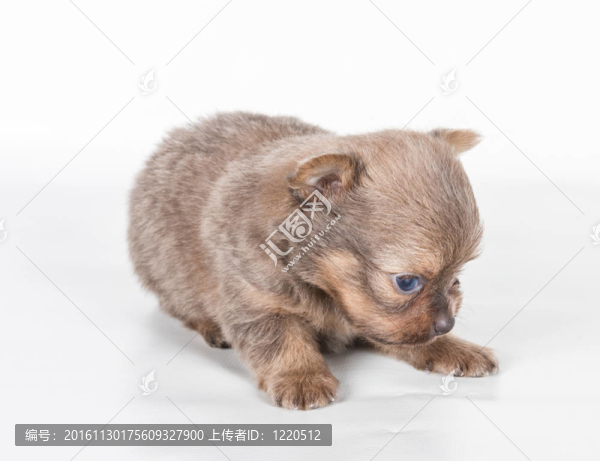白色背景前的奇瓦瓦小狗
