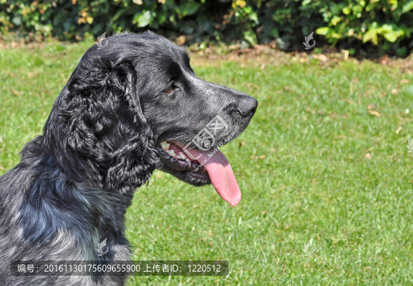 英國史賓格犬