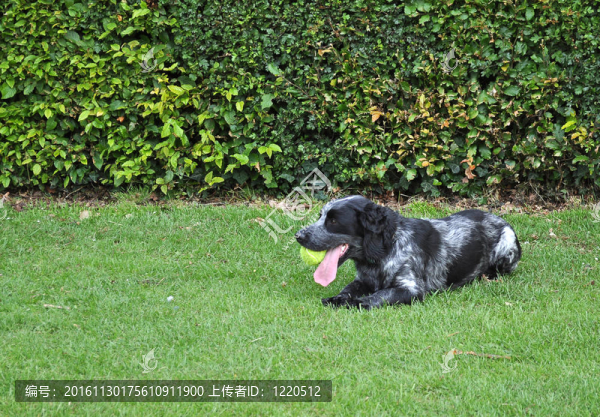 英國史賓格犬