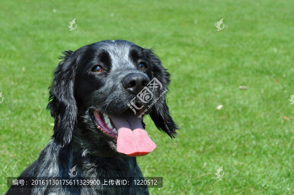 英國(guó)史賓格犬