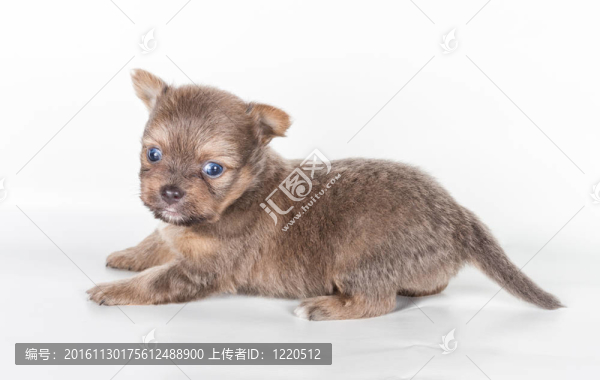 白色背景前的奇瓦瓦小狗