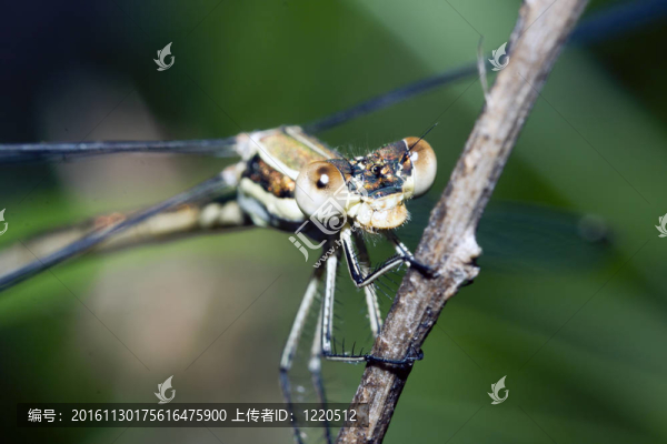 蜻蜓在樹枝