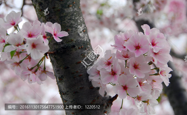 櫻花的花