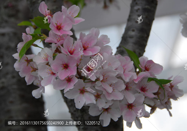櫻花的花