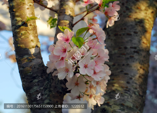 櫻花的花