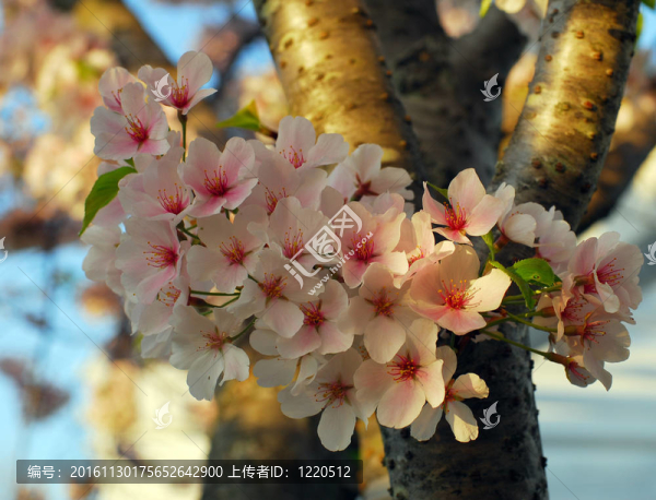 櫻花的花