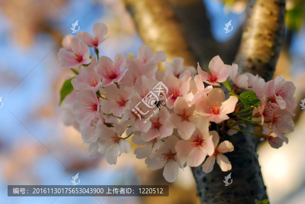 櫻花的花