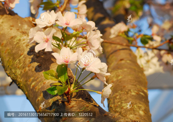 櫻花的花