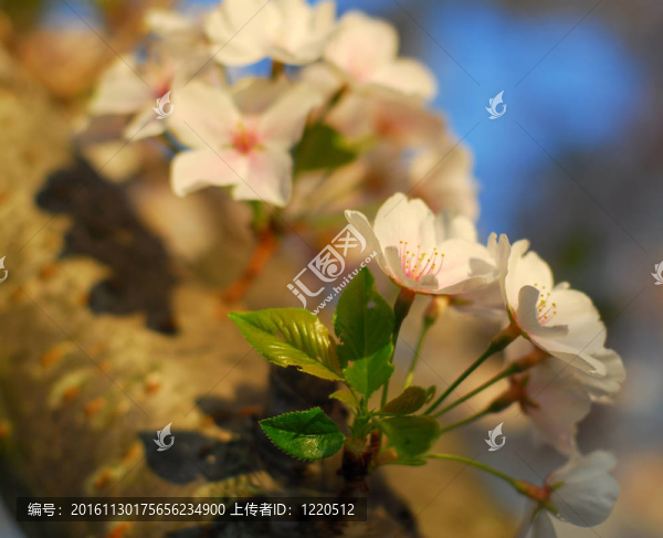 櫻花的花