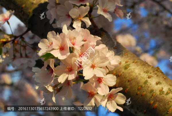 櫻花的花