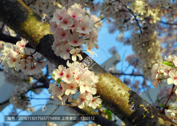 櫻花的花