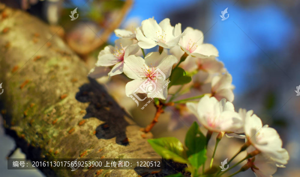 櫻花的花