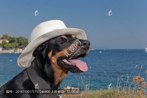 酷狗帶帽子享受陽光