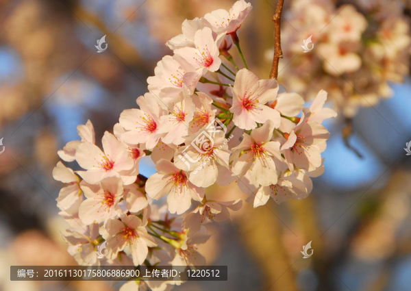 櫻花的花