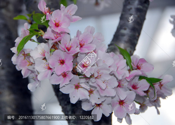 櫻花的花