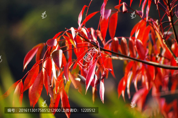 秋天的紅色葉