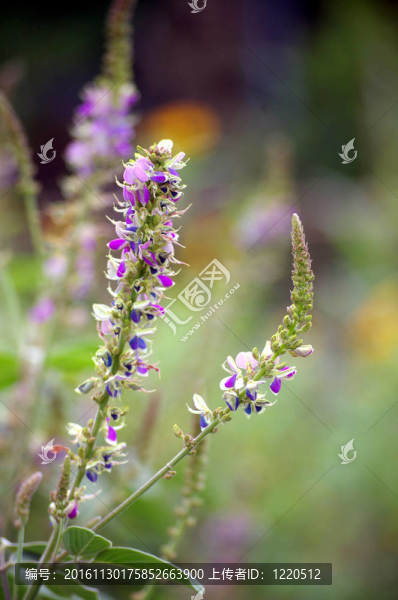 紫色花在草中的花