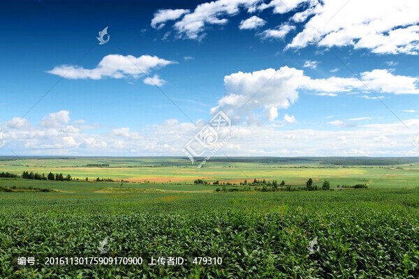 北大荒,黃豆,大田