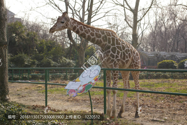 長頸鹿在動物園