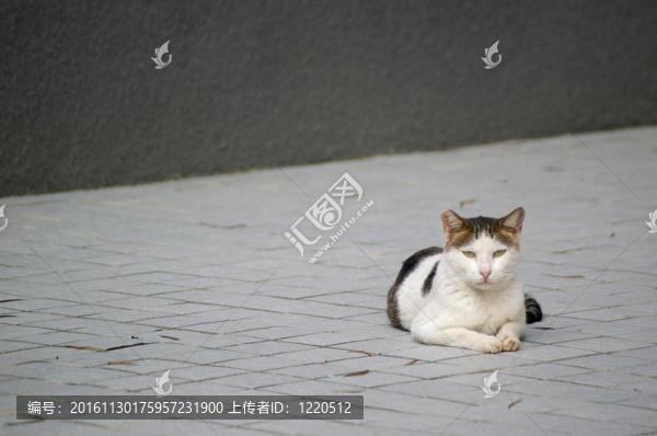 地上的一只貓