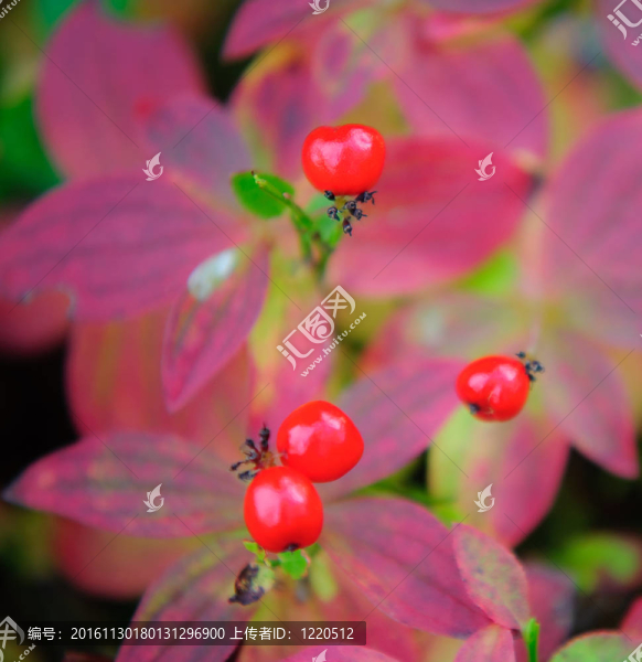 瑞典的山茱萸