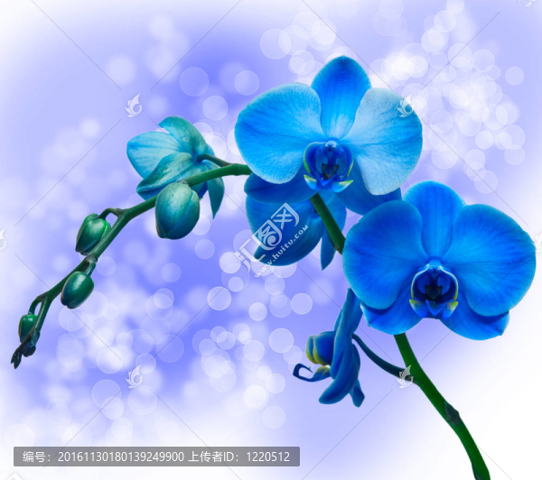 蘭花