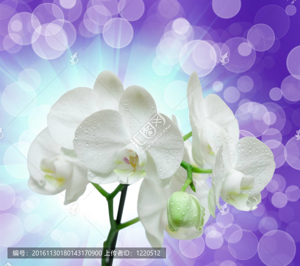 蘭花