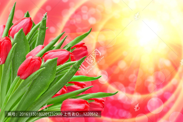 郁金香的花朵