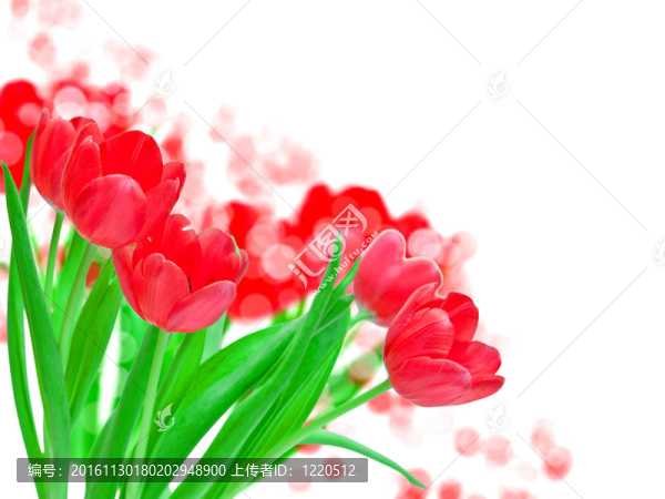 郁金香的花朵