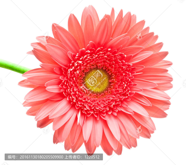 Gerber的花